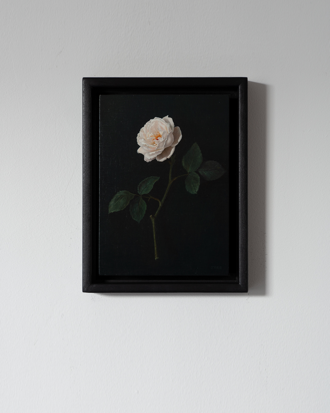 wall - white rose